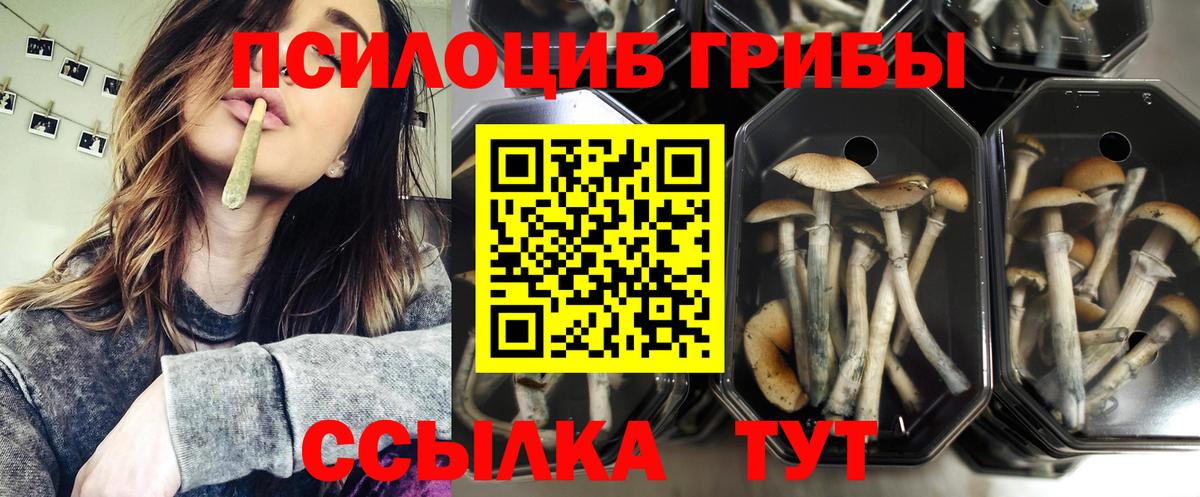 Сертолово  Галлюциногенные грибы MAGIC MUSHROOMS  Вход с VPN 